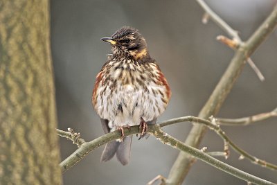 Redwing/Rdvingetrast