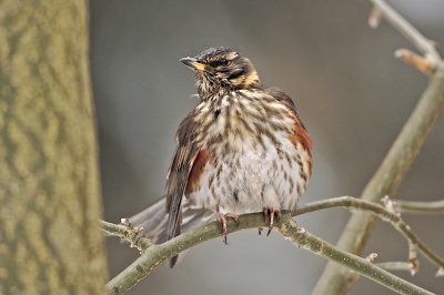 Redwing/Rdvingetrast