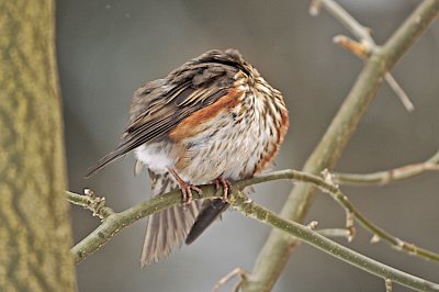 Redwing/Rdvingetrast