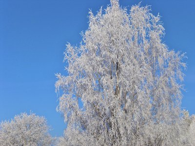 Birch in frost