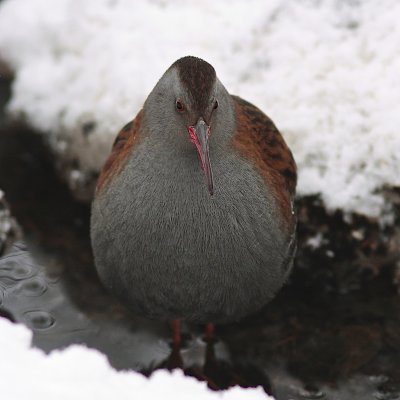 Water Rail/Vattenrall