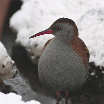 Water Rail/Vattenrall