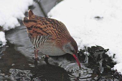 Water Rail/Vattenrall