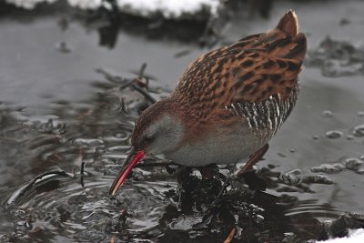 Water Rail/Vattenrall