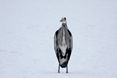 Grey Heron/Grhger