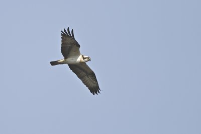 Fiskgjuse fngar en gdda / Osprey catching a Pike