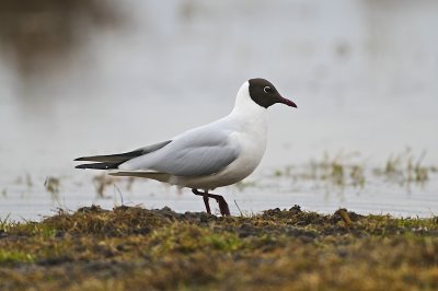 Black-headed Gull/Skrattms