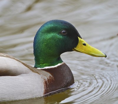 Mallard/Grsand