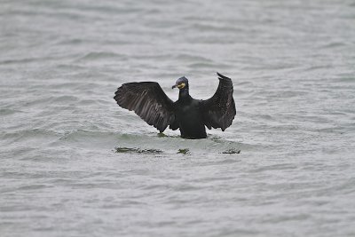 Great Cormorant/ Storskarv