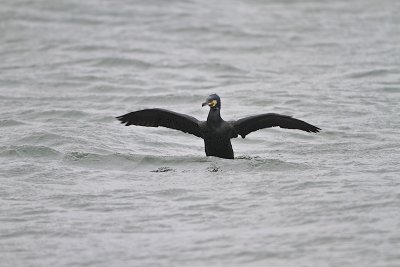 Great Cormorant/ Storskarv