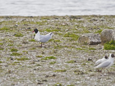 Mediterranean Gull/Svarthuvad ms