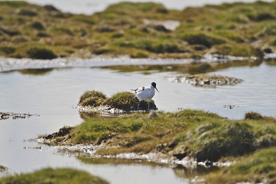 Pied Avocet/Skrflcka