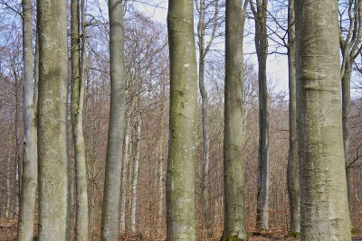 Beech wood in the spring