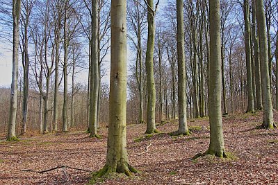 Beech wood in the spring