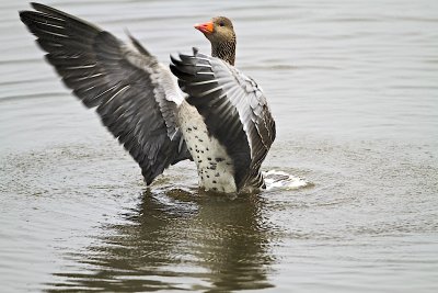 Graylag Goose/Grgs