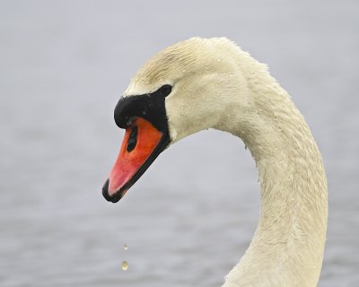 Mute Swan/Knlsvan