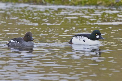 Common Goldeneye/Knipa