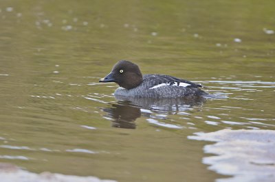 Common Goldeneye/Knipa