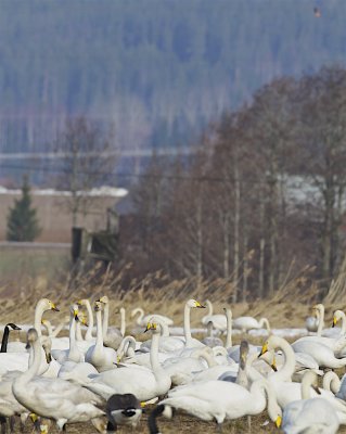 Migrating whooper swans.