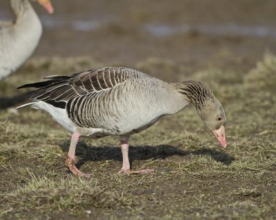 Greylag Goose