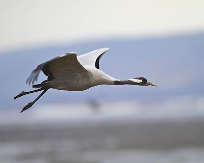 Common Crane/Trana