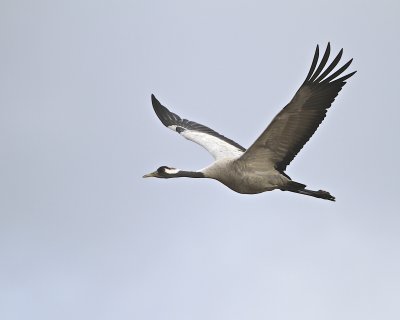 Common Crane/Trana