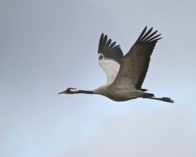 Common Crane/Trana