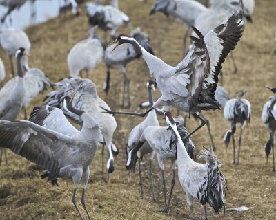 Common Crane/Trana