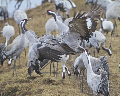 Common Crane/Trana