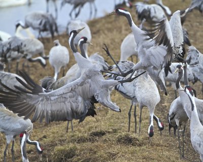 Common Crane/Trana