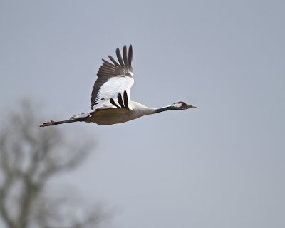 Common Crane/Trana