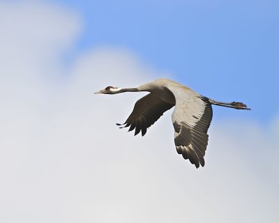 Common Crane/Trana