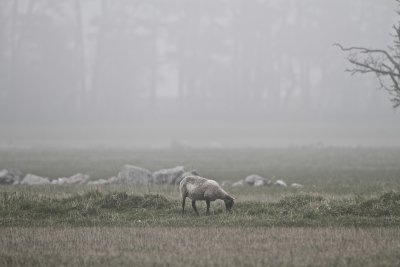 Sheep in haze.