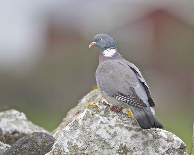 Common Wood Pigeon/Ringduva