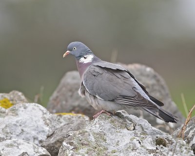 Common Wood Pigeon/Ringduva