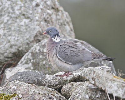 Common Wood Pigeon/Ringduva