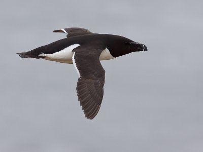 ALK; Razorbill