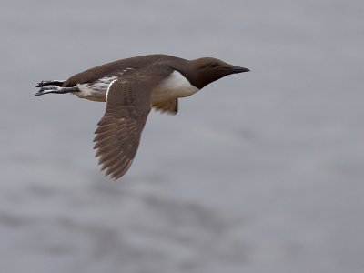 Zeekoet; Guillemot