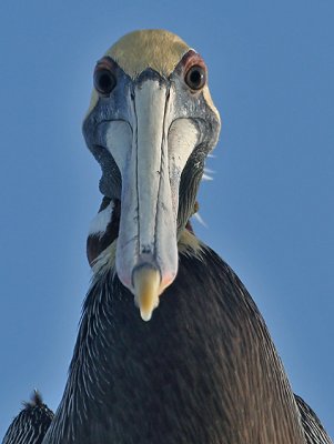 Bruine Pelikaan; Brown Pelican