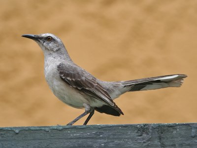 CaribischeSpotlijster; Tropical Mockingbird