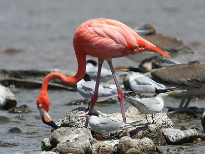 Caribische Flamingo; Caribean Flamingo