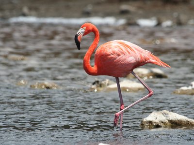 Caribische Flamingo; Caribean Flamingo