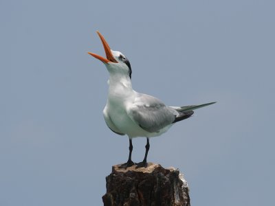 Koningsstern; Royal Tern