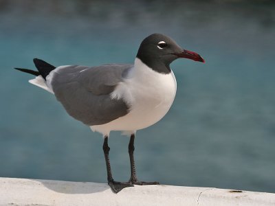 Lachmeeuw; Laughing Gull