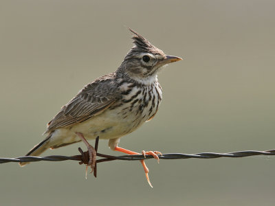 Kuifleeuwerik; Crested Lark