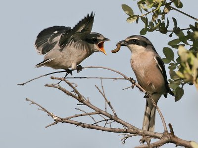 Zuidelijke Klapekster; Southern Grey Shrike