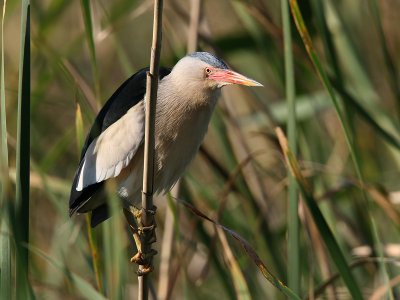 Woudaap; Little Bittern
