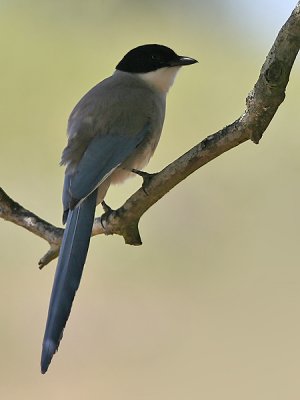 Blauwe Ekster1; Azure-Winged Magpie