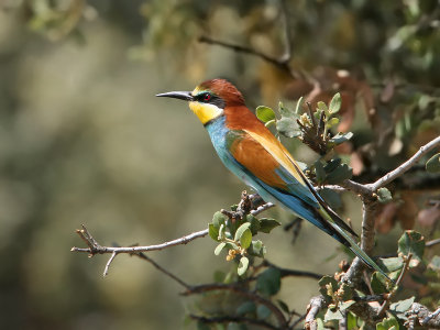 Bijeneter; Bee-eater