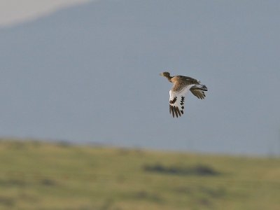 Grote Trap; Great Bustard